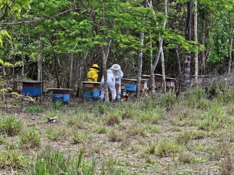 Producao de mel em Alta Floresta ganha folego com investimento estadual e foco em sustentabilidade