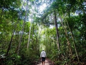 Projeto nacional paga produtores de Sorriso que mantem a floresta em pe