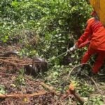 Animal estava no local há cerca de 10 dias e foi retirado após orientação técnica da Sema e de veterinários. Moradores chegaram a ameaçar matar a serpente, mas situação foi controlada.