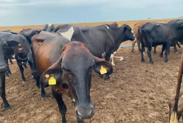 Seaf abre pregão para compra de novilhas da agricultura familiar