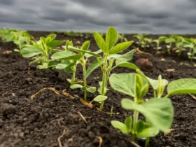 Soja em Mato Grosso