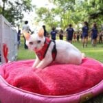 Sorriso realiza 1.a Semana Municipal de Adocao Protecao e Bem Estar Animal