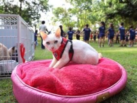 Sorriso realiza 1.a Semana Municipal de Adocao Protecao e Bem Estar Animal