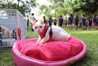 Sorriso realiza 1.a Semana Municipal de Adocao Protecao e Bem Estar Animal
