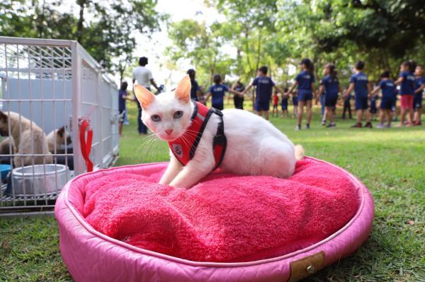 Sorriso realiza 1.a Semana Municipal de Adocao Protecao e Bem Estar Animal