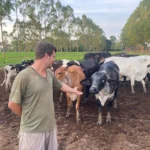 Melhoramento Genético Transforma Produção de Leite em MT