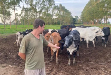 Melhoramento Genético Transforma Produção de Leite em MT