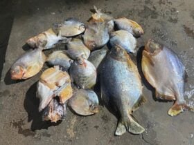 Homem é preso transportando pescado irregular durante período da Piracema na MT-246