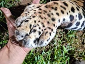 Animal macho, de aproximadamente 100 kg, foi atingido por um veículo durante a madrugada desta segunda-feira (27). Corpo de Bombeiros e veterinário estiveram no local, mas o felino não resistiu.
