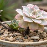 Moradora flagra furto de mudas de rosa do deserto em Rondonópolis