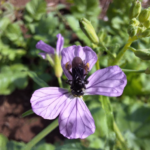 abelha flor embrapa