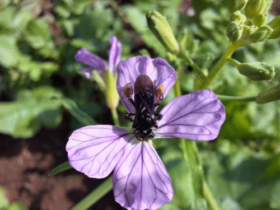 abelha flor embrapa