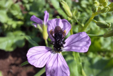 abelha flor embrapa