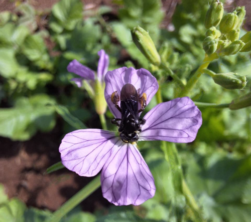 abelha flor embrapa