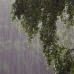arvores-na-chuva