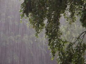 arvores-na-chuva