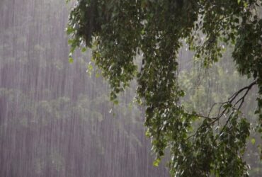 arvores-na-chuva