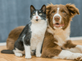 Brasil e Costa Rica firmam Certificado Veterinário Internacional para cães e gatos