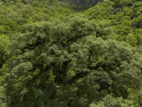Mata Atlântica perde 2,4 milhões de hectares em quatro décadas