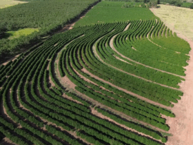 Café arábica da Nova Alta Paulista recebe selo de indicação geográfica