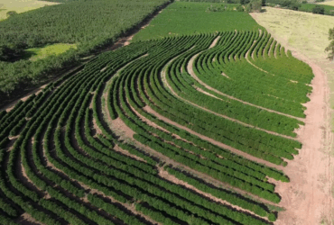 Café arábica da Nova Alta Paulista recebe selo de indicação geográfica