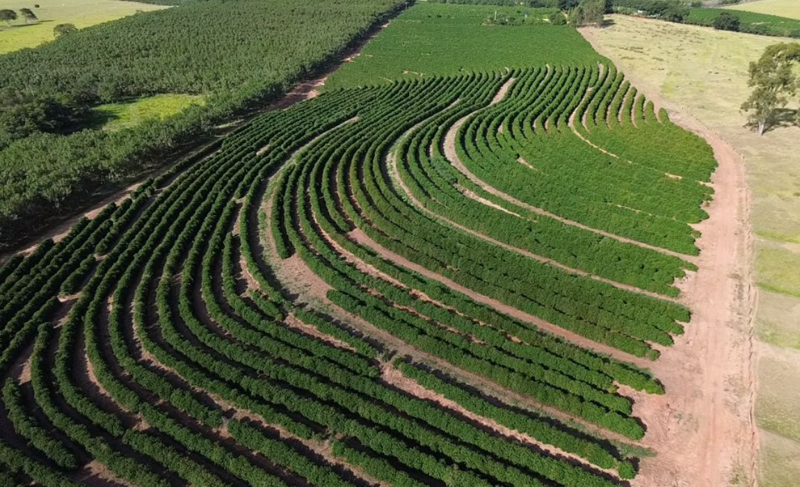 Café arábica da Nova Alta Paulista recebe selo de indicação geográfica