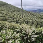 cafezal florada 1536x1152 1