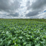 canola lavoura embrapa