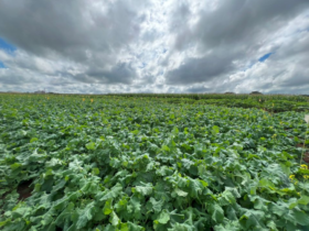 canola lavoura embrapa