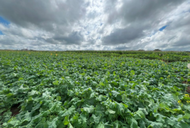 canola lavoura embrapa