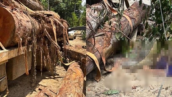 Wheverton Fellipe Neves da Silva, de 22 anos, trabalhava como motorista quando foi surpreendido pelo tronco que se desprendeu e o atingiu; Polícia Civil investiga as circunstâncias do acidente