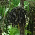 Agrofloresta transforma áreas de queimada em produção sustentável no Marajó