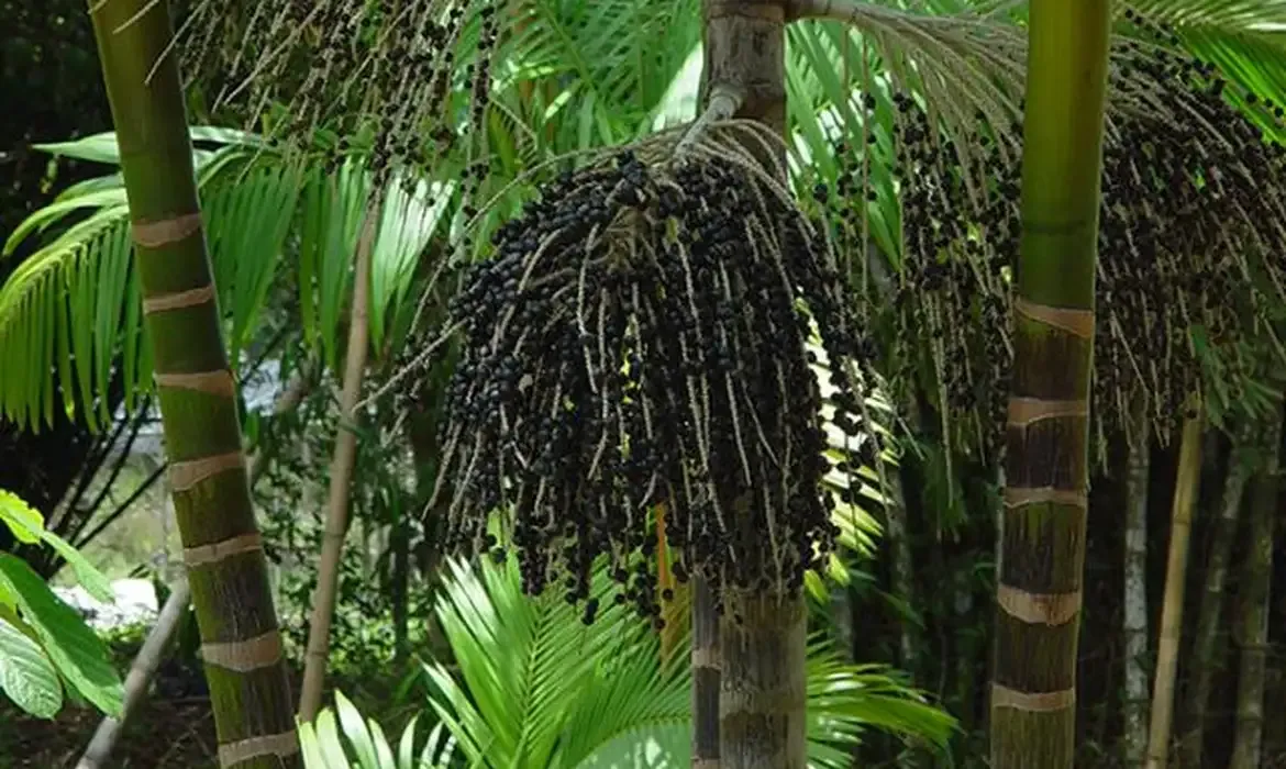 Agrofloresta transforma áreas de queimada em produção sustentável no Marajó