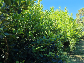 erva mate cultivo