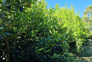erva mate cultivo