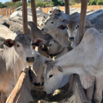 gado confinamento embrapa