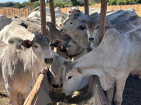 gado confinamento embrapa