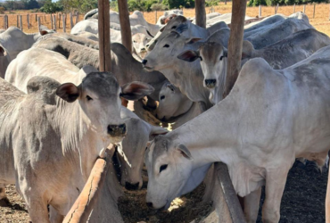 gado confinamento embrapa