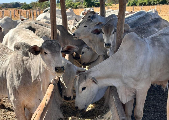 gado confinamento embrapa