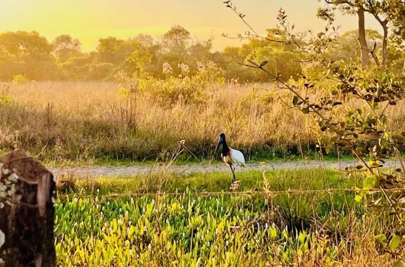 Mato Grosso reforça ações de resgate e atendimento à fauna durante Emergência Ambiental 83 image (1)