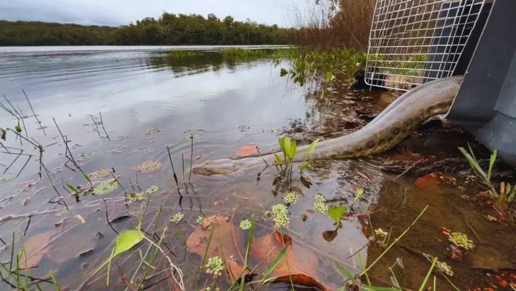 Mato Grosso reforça ações de resgate e atendimento à fauna durante Emergência Ambiental 84 image