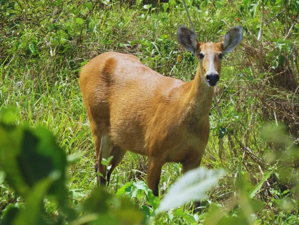 Mato Grosso reforça ações de resgate e atendimento à fauna durante Emergência Ambiental 82 image (2)