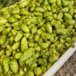 lupulo