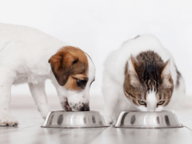 Mapa define limites de micotoxinas em alimentos para cães e gatos