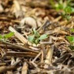 soja crescimento recem plantada