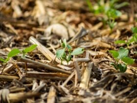 soja crescimento recem plantada