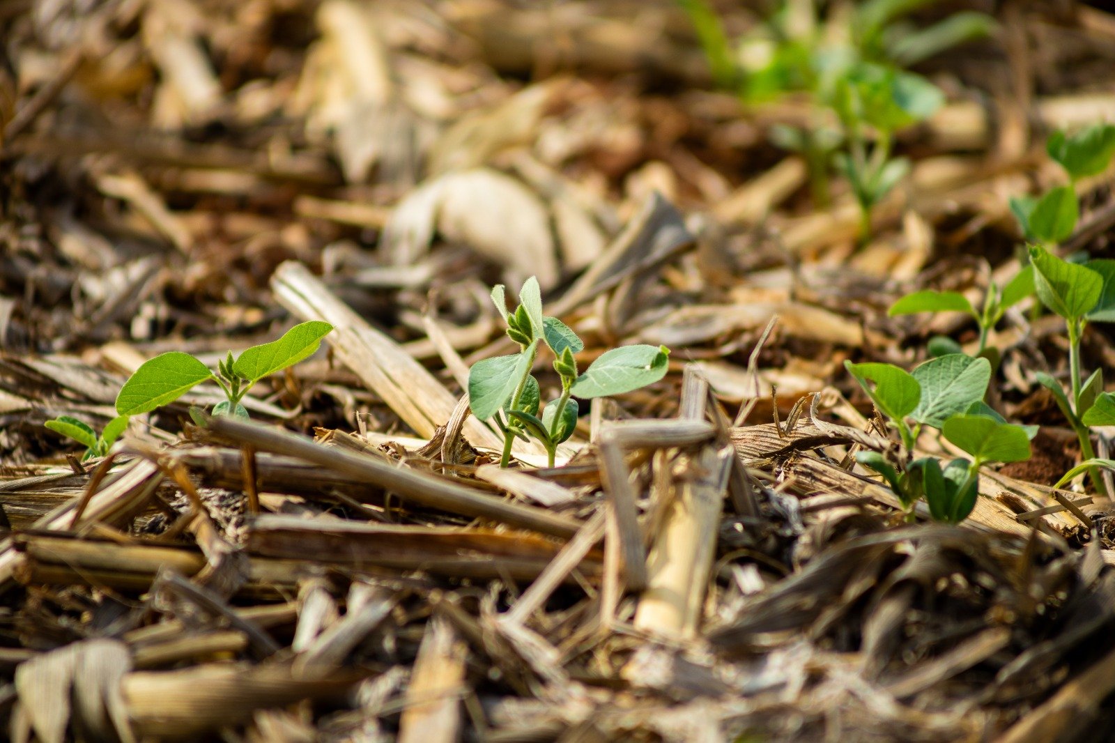 soja crescimento recem plantada