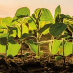 soja plantada 1