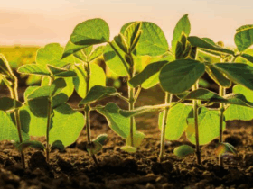 soja plantada 1