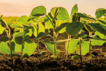 soja plantada 1